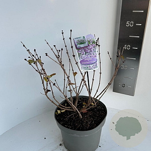 Syringa meyeri Flowerfesta Purple 40-50 cm 5,0L