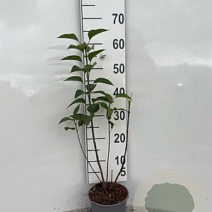 Syringa vulgaris 30-40 cm 2,0L