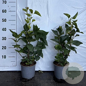 Syringa vulgaris 40-60 cm 2,0L
