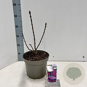 Syringa v. 'And. an Ludwig Späth' 40-50 cm 5,0L