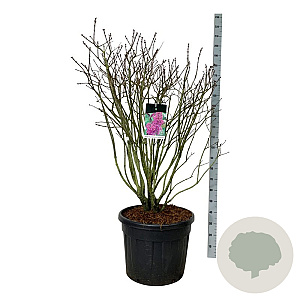 Syringa v. 'And. an Ludwig Späth' 125-150 cm cont. 90L extra