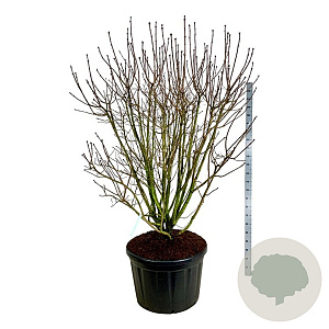 Syringa v. 'And. an Ludwig Späth' 175-200 cm cont. 230L solitair