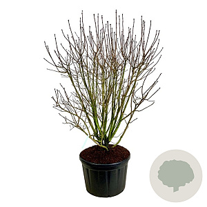 Syringa v. 'And. an Ludwig Späth' 175-200 cm cont. 230L solitair