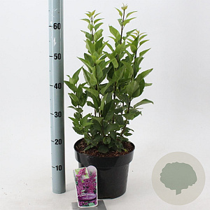 Syringa v. 'Charles Joly' 40-50 cm 5,0L