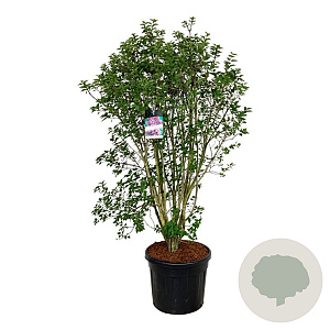 Syringa v. 'Charles Joly' 150-175 cm cont. 90L extra