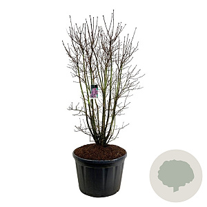 Syringa v. 'Charles Joly' 175-200 cm cont. 230L solitair