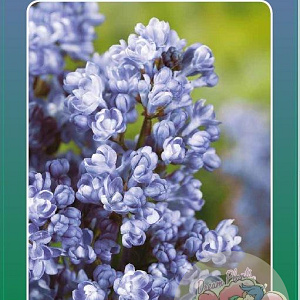 Syringa v. 'Michel Buchner' 60-80 cm 5,0L 3-5 tak