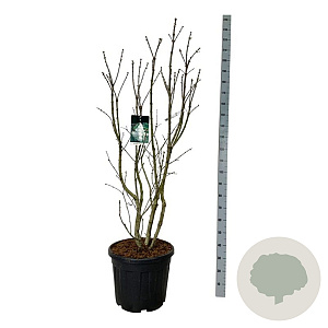 Syringa v. 'Mme Lemoine' 150-175 cm cont. 55L extra