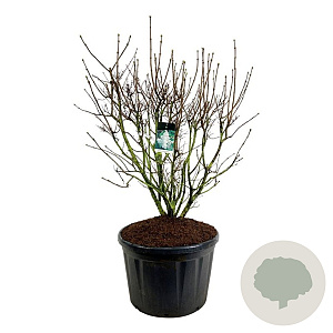 Syringa v. 'Mme Lemoine' 150-175 cm cont. 230L solitair