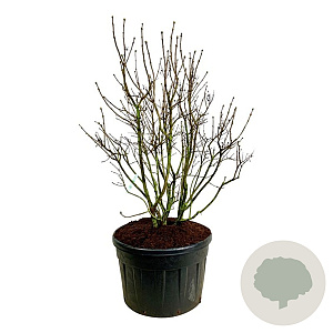 Syringa v. 'Mme Lemoine' 175-200 cm cont. 230L solitair