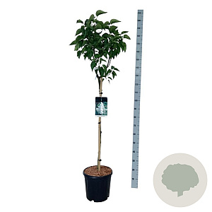 Syringa v. 'Mme Lemoine' 90 cm stam 15L