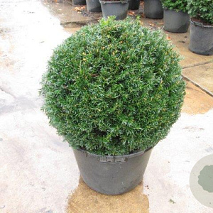 Taxus baccata 50 cm 20L bol