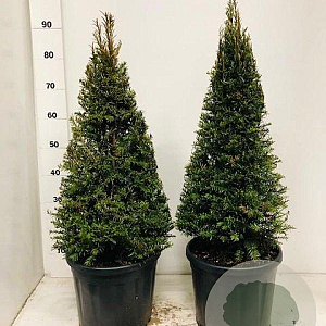 Taxus baccata 60-70 cm 10L kegel