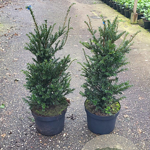 Taxus baccata 60-80 cm 10L
