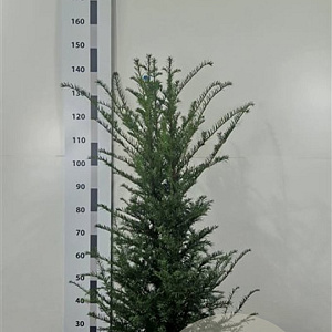 Taxus baccata 120-140 cm met kluit