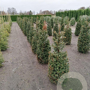 Taxus baccata 120-140 cm met kluit