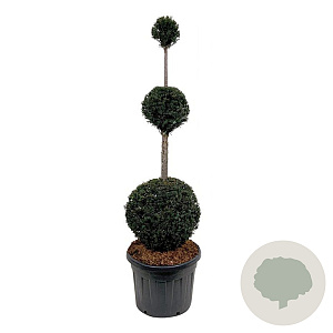 Taxus baccata 150-175 cm cont. 90L trio bol