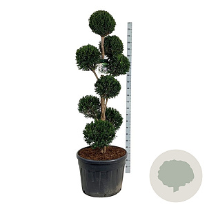 Taxus baccata 150-175 cm cont. 130L multi bol