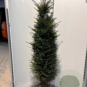 Taxus baccata 160-180 cm met kluit