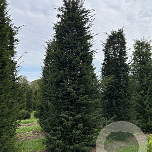 Taxus baccata 500-550 cm draadkluit solitair