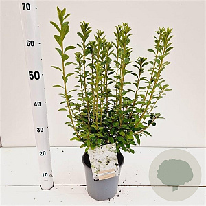 Rhododendron (AJ) 'Adonis' 25-30 cm 2,5L