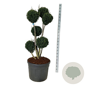 Taxus media 'Brownii' 125-150 cm cont. 110L vormboom