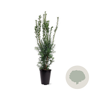 Taxus media 'Hicksii' 50-60 cm 4,0L