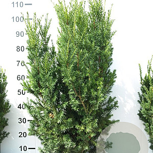 Taxus media 'Hicksii' 100-120 cm met kluit