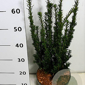 Taxus media 'Hillii' 60-70 cm 5,0L