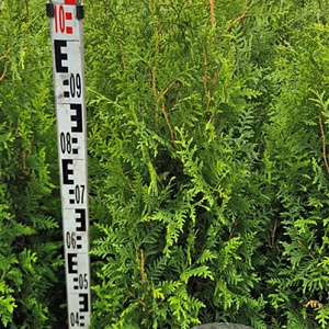 Thuja occ. 'Brabant' 100-120 cm met kluit