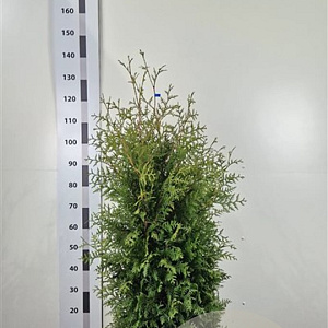 Thuja occ. 'Brabant' 100-120 cm met kluit
