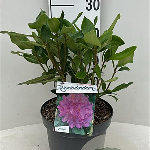 Rhododendron ponticum 30-40 cm 5,0L