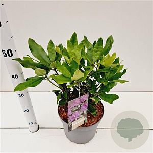 Rhododendron ponticum 30-40 cm 5,0L