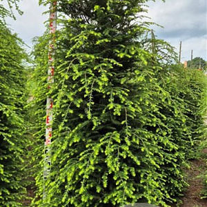 Tsuga canadensis 225-250 cm draadkluit extra