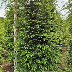 Tsuga canadensis 225-250 cm draadkluit extra
