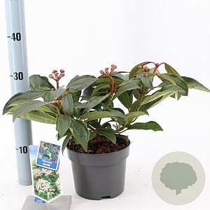 Viburnum davidii 20-25 cm 2,0L