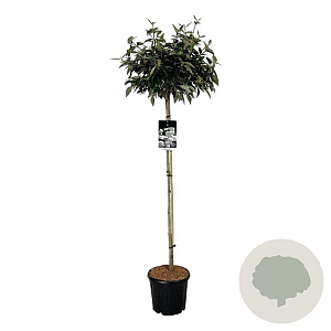 Viburnum 'Eskimo' 120 cm stam 15L