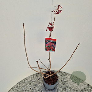 Viburnum opulus 'Compactum' 60-70 cm 3,0L