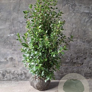 Viburnum tinus 80-100 cm met kluit
