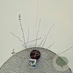 Vitex agnus-castus 'Albus' 40-50 cm 3,0L