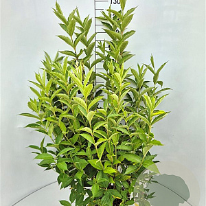 Weigela 'Candida' 100-120 cm 10L