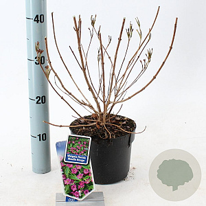 Weigela florida 'Brigela' 20-25 cm 2,0L