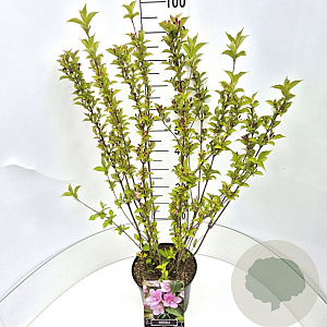 Weigela 'Rosea' 80-100 cm 10L