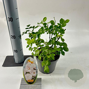 Rosa (H) Aspirin Rose 15-20 cm P15