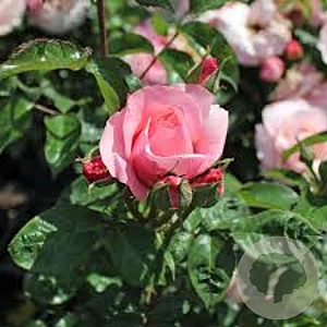 Rosa Lovely Romanza 10-15 cm C1.5