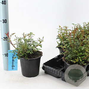 Rosa (H) 'Nozomi' 10-15 cm C1.5