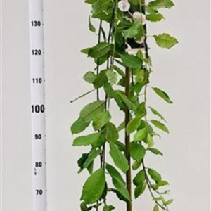 Salix caprea 'Kilmarnock' 150 cm stam 7,5L