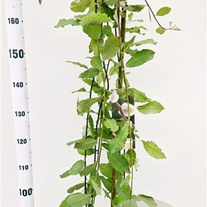 Salix caprea 'Kilmarnock' 150 cm stam 7,5L