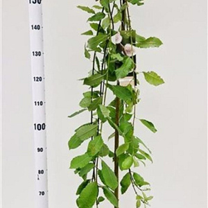 Salix caprea 'Kilmarnock' 150 cm stam 7,5L