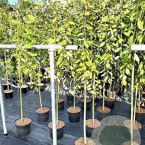 Salix caprea 'Kilmarnock' 150 cm stam 7,5L